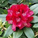Rhododendron arboreum Blodyn