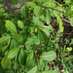 Erythroxylum havanense برگ