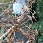 Rhododendron viscosum ഫലം