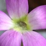 Pinguicula moranensis फूल