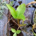 Menyanthes trifoliata Blatt