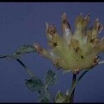 Trifolium fucatum Flower
