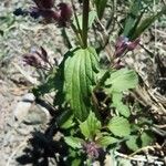 Salvia verticillata Blatt