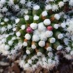 Mammillaria vetulaBlad