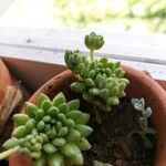 Sedum hirsutum Leaf