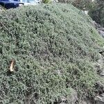 Mesembryanthemum nodiflorum Hábito