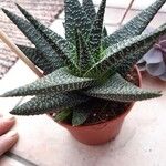 Haworthia attenuataЛисток