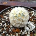 Mammillaria carmenaeLeaf