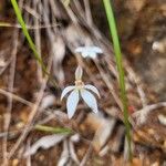 Caladenia catenata Цветок