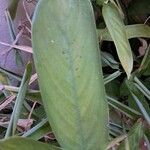 Maranta arundinacea Leaf