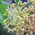 Ocotea insularis Fruto