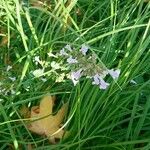 Clinopodium nepetaFlower