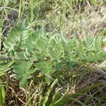 Hemionitis dura Leaf