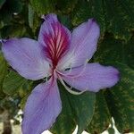 Bauhinia variegata फूल