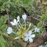 Plumbago zeylanica Flower