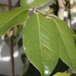 Camellia sasanqua Ліст