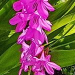 Watsonia borbonica പുഷ്പം