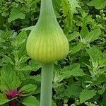 Allium cepa പുഷ്പം