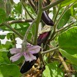 Solanum melongena Fruit