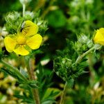 Potentilla inclinata Cvet