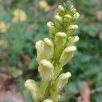 Linaria vulgaris Other