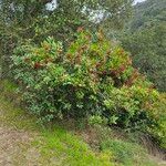 Photinia arbutifolia Ovoce