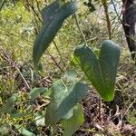 Smilax asperaLevél