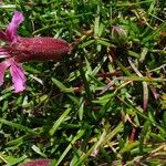 Saponaria pumila Leaf