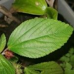 Acalypha aristata Hoja
