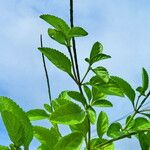 Stachytarpheta indica Feuille