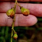 Boswellia sacra Fruit