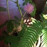 Mimosa pudica葉