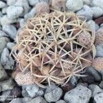 Echinocactus horizonthalonius Folha