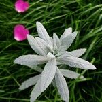 Artemisia ludoviciana Lapas