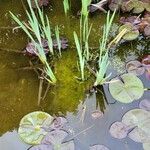 Vallisneria spiralis Leaf