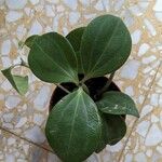 Peperomia quadrangularis Hoja