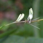 Cleoserrata serrata Diğer