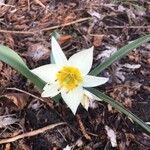 Tulipa turkestanica Flor