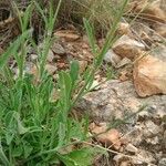 Silene italica Liść