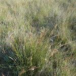 Juncus maritimus Habit