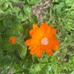 Calendula algeriensisKvět