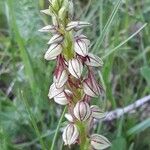 Orchis anthropophora Floare
