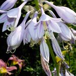 Hosta sieboldiana Blomst