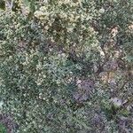 Colletia paradoxa Облик