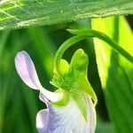Viola elatior Flower