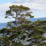 Nothofagus betuloides Habit