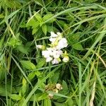 Saponaria officinalisBlüte