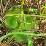 Habenaria helicoplectrum Φύλλο