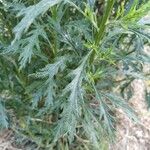 Senecio pterophorus Leaf