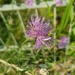 Centaurea stoebe Květ